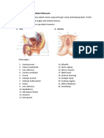 Anatomi Sistem Reproduksi Manusia