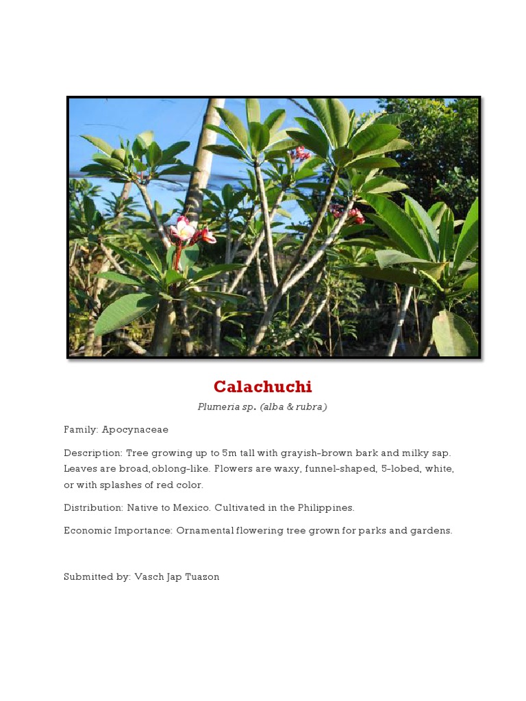Calachuchi: Ornamental Plumeria Tree | PDF