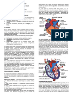Sistema circulatorio humano: estructura y función del corazón