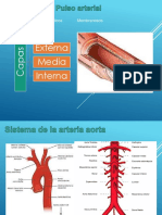 Pulso Arterial (Semio)
