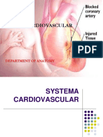 Anatomi Cardiovasculer