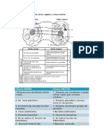 DIFERENCIAS CELULAS EUCARIOTICAS Y PROCARIOTICAS.docx