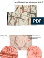 Sediaan Momentum Mayus diwarnai dengan AgNo3