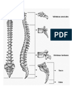 Columna Vertebral