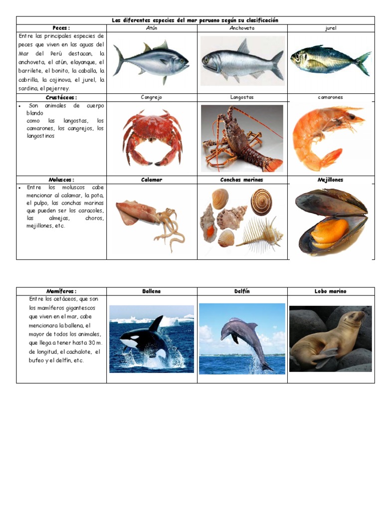 Especies Del Mar Peruano