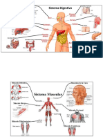 Tipos de Sistemas del Cuerpo Humano.docx