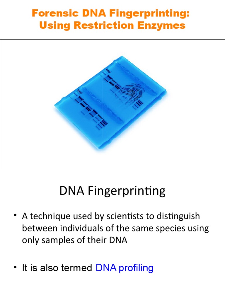 Forensic DNA Fingerprinting Guide | PDF | Microsatellite | Dna Profiling
