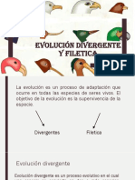 Evolución divergente y filética: adaptación y cambio en las especies