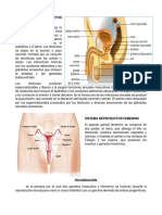 Aparato Reproductor Masculino