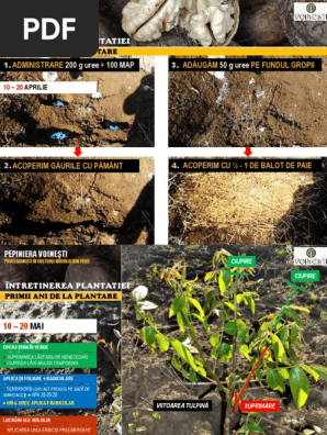 Livezi De Nuc Intretinerea In Primii Ani Si Formarea Coroanei Pdf