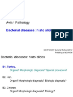 Avian Histopathology Bacterial Diseases