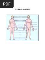 Partes Del Cuerpo Humano, Human Body Parts