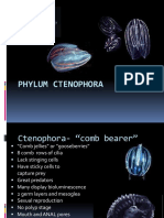 Phylum Ctenophora
