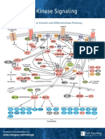 MAPK PW Handout Digital