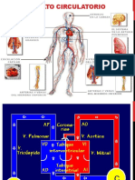 Aparato Circulatorio