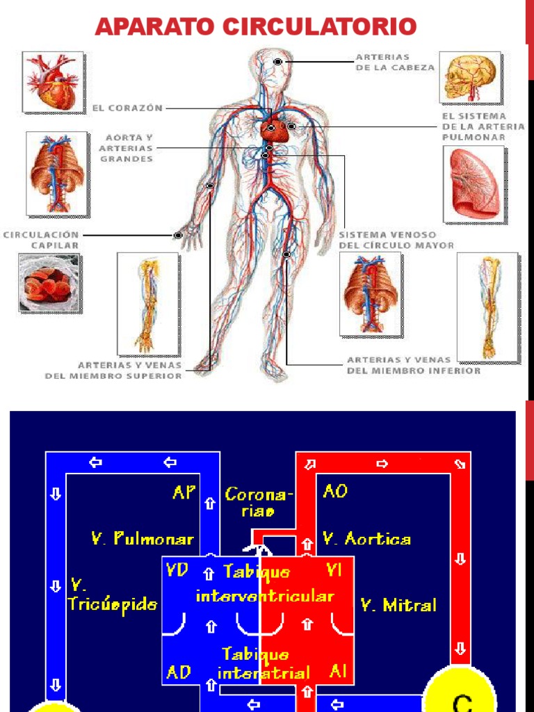 APARATO_CIRCULATORIO Sistema linfático Artería