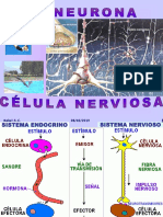 54078_Anexo1-3ºNEURONA