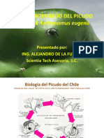 Manejo Integrado Del Picudo Del Chile Anthonomus Eugenii