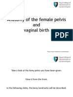 Pelvic Anatomy