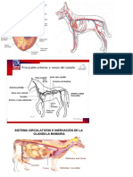 sistema circulatorio.docx