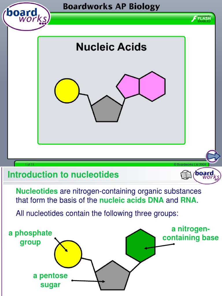 nucleic-acids