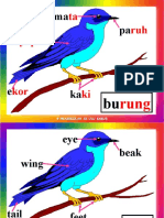 Bahagian Burung - Parts of A Bird