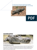 Crocodiles Live in Rivers