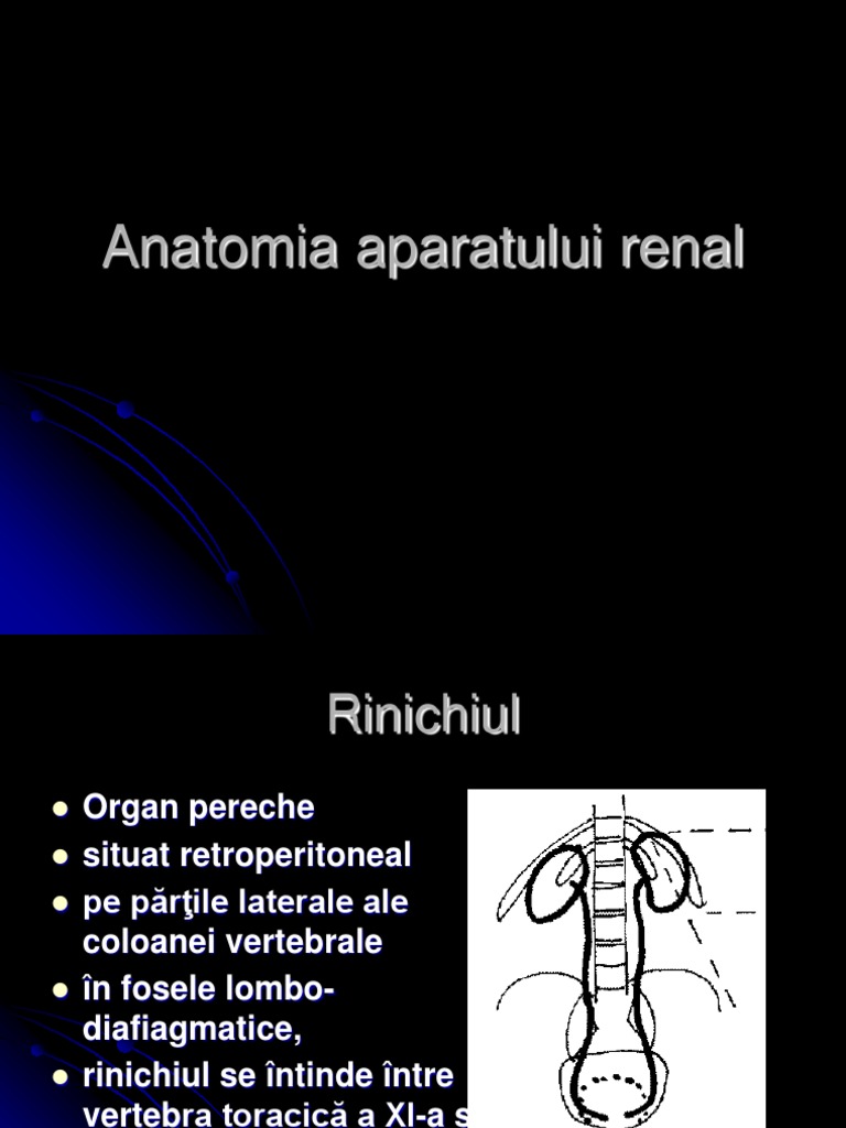 Anatomia Aparatului Renal | PDF