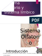 SISTEMA OLFATORIO Y LÍMBICO verídico