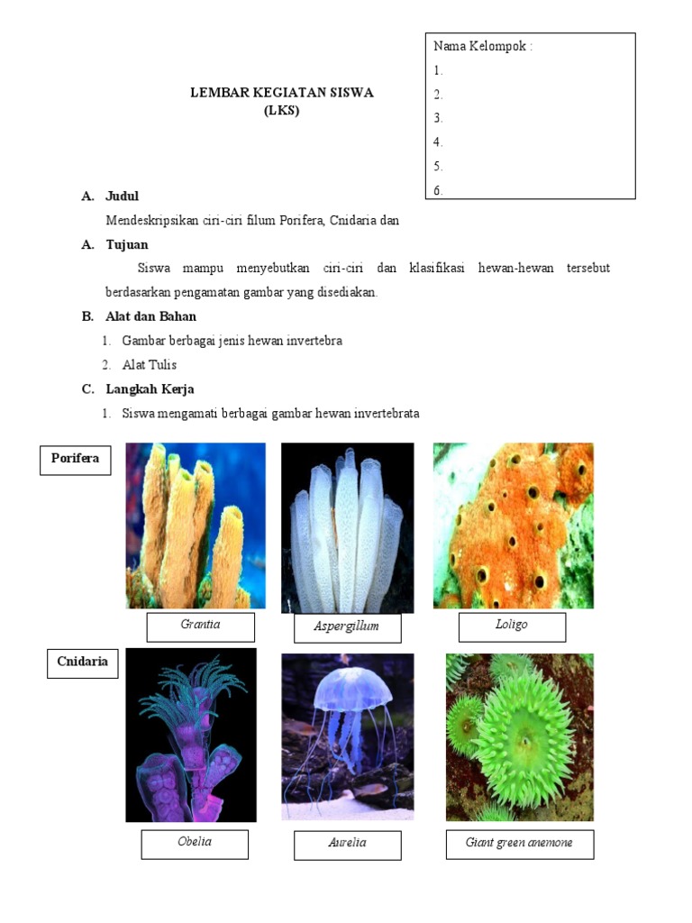 93+ Gambar Hewan Porifera Dan Coelenterata Terbaru