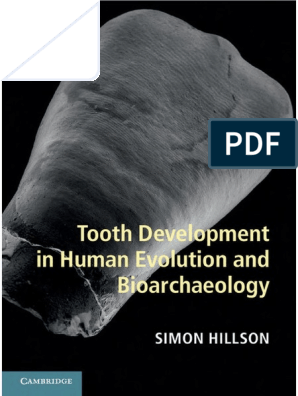 Tooth Development in Human Evolution and Bioarchaeology, PDF, Hominidae