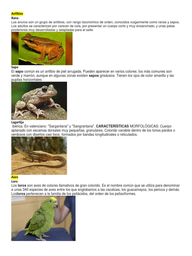 Características de los Anfibios | PDF | Tortuga | Rana