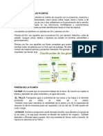 CLASIFICACIÓN DE LAS PLANTAS.docx