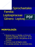 Leptospira