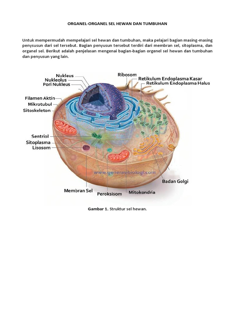 Gambar Struktur Organel  Sel  Hewan  Dan  Tumbuhan Berbagai 