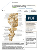 ANATOMIA MACROSCOPICA DEL TRONCO DEL ENCEFALO.docx