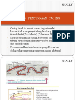 SISTEM PENCERNAAN cacing ok.pptx