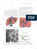 Anatomía Quirúrgica Del Hígado