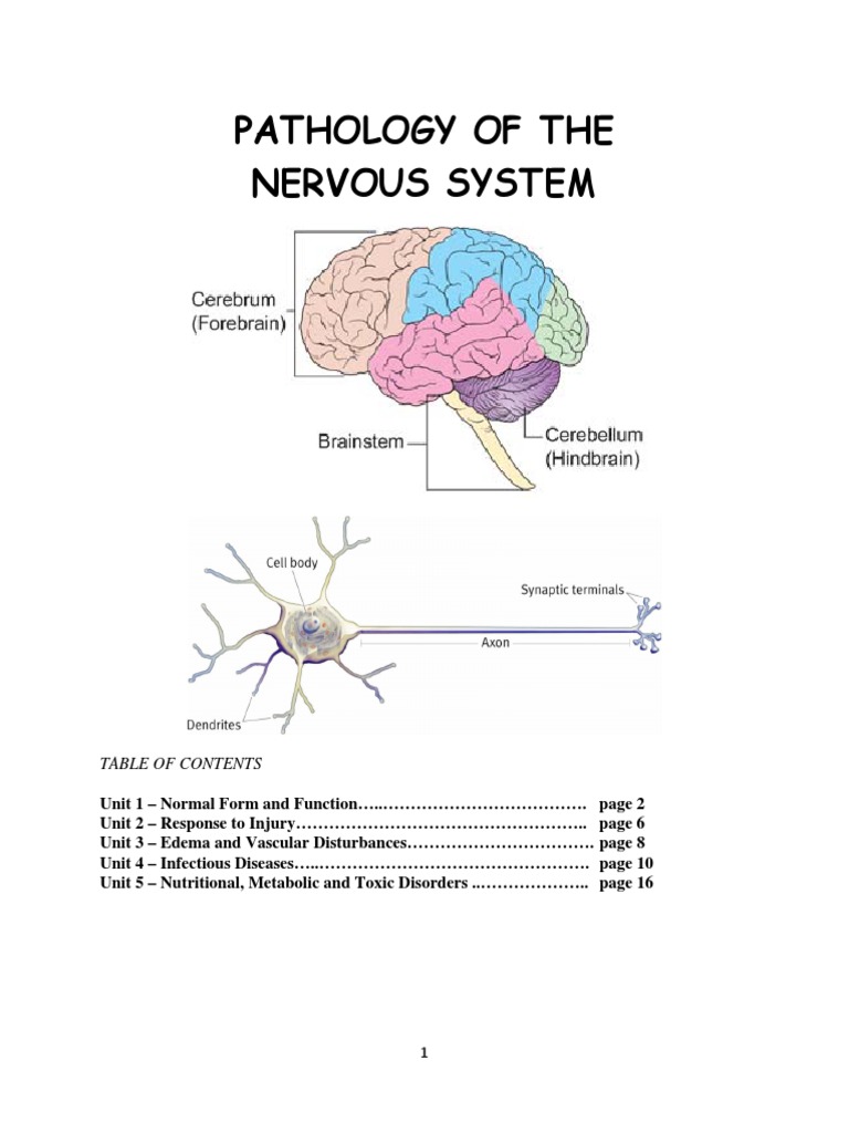 Pathology Of The Nervous System Rabies Nervous System 