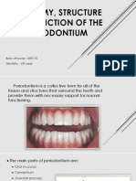Anatomy Structure and Function of The Periodontium