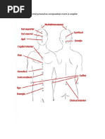 Meridiane Energetice LUNG