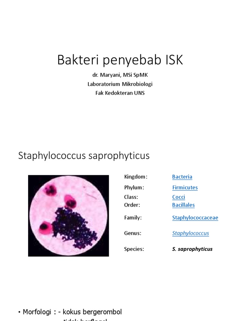 Bakteri Penyebab ISK