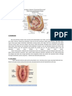 Anatomi Fisiologi Organ Reproduksi Wanita