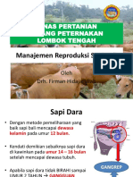 Manajemen Reproduksi Sapi Bali