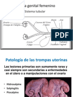 Sistema Genital Femenino