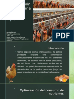 Gallinas de Postura