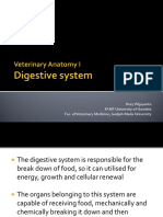Anatomy 7 Digestive System