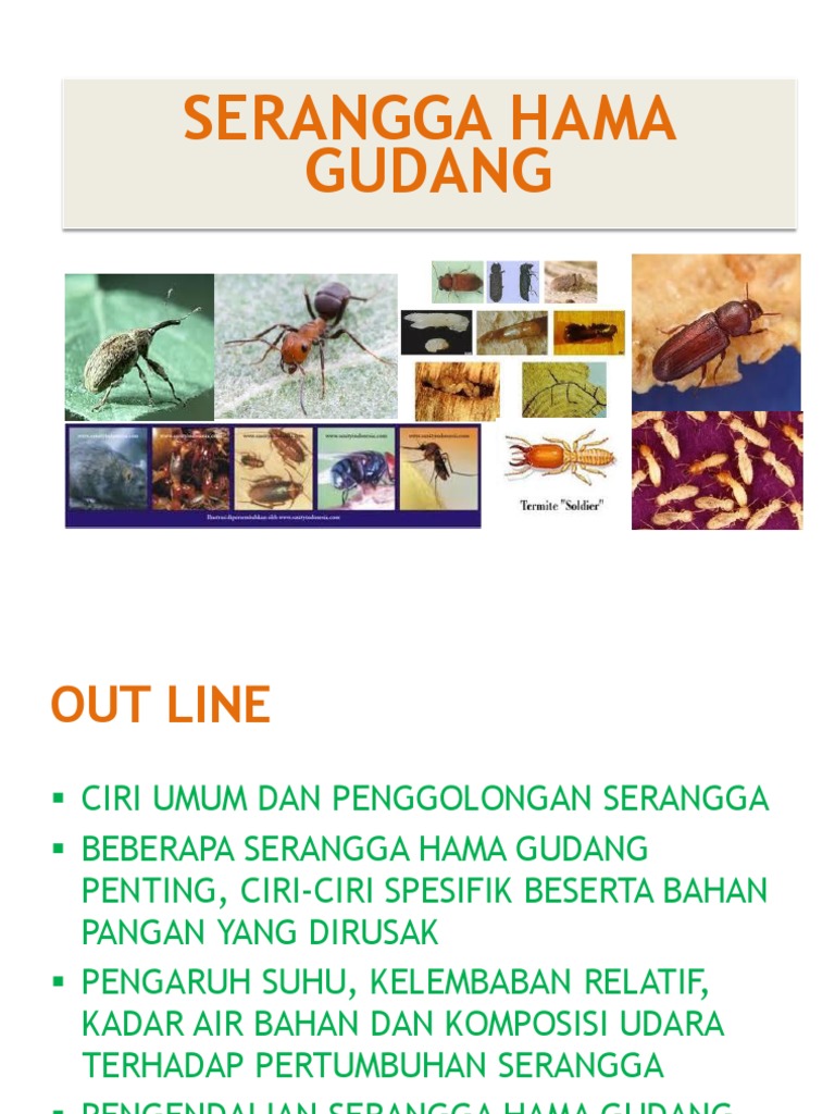 03 Serangga Hama Gudang