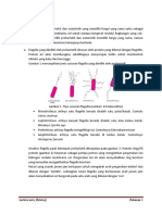 Lecture Note Flagella