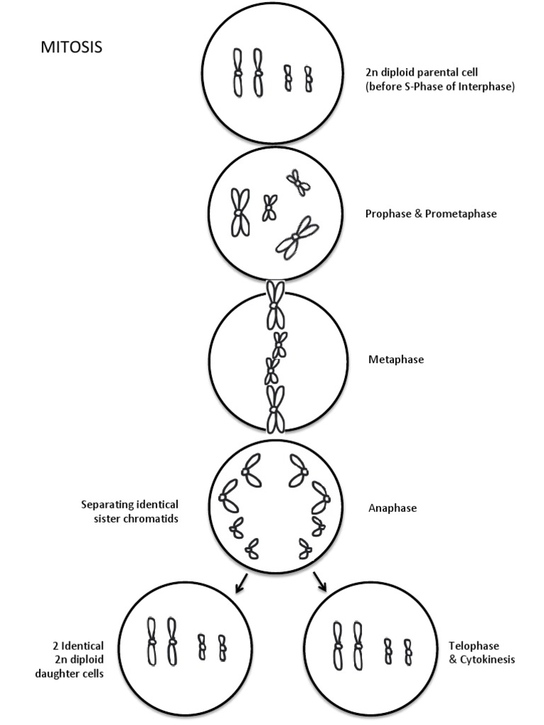 Mitosis Meiosis Coloring Worksheet | PDF